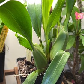 Photo of the plant species Heaven Scent Orchid by @emme named Shakira on Greg, the plant care app