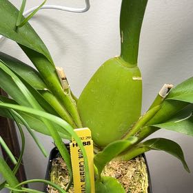 Photo of the plant species Orange Kiss by @emme named Daphne on Greg, the plant care app