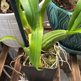 Plant care for Orange Delight on Greg, the plant care app