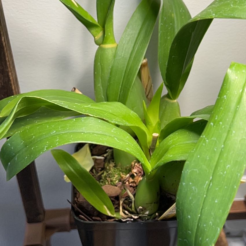 Photo of the plant species Oncidium 'Sweet Sugar' by @emme named Duke on Greg, the plant care app