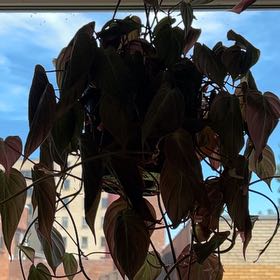 Photo of the plant species Heart Leaf Philodendron by @emme named Sir Plancelot on Greg, the plant care app