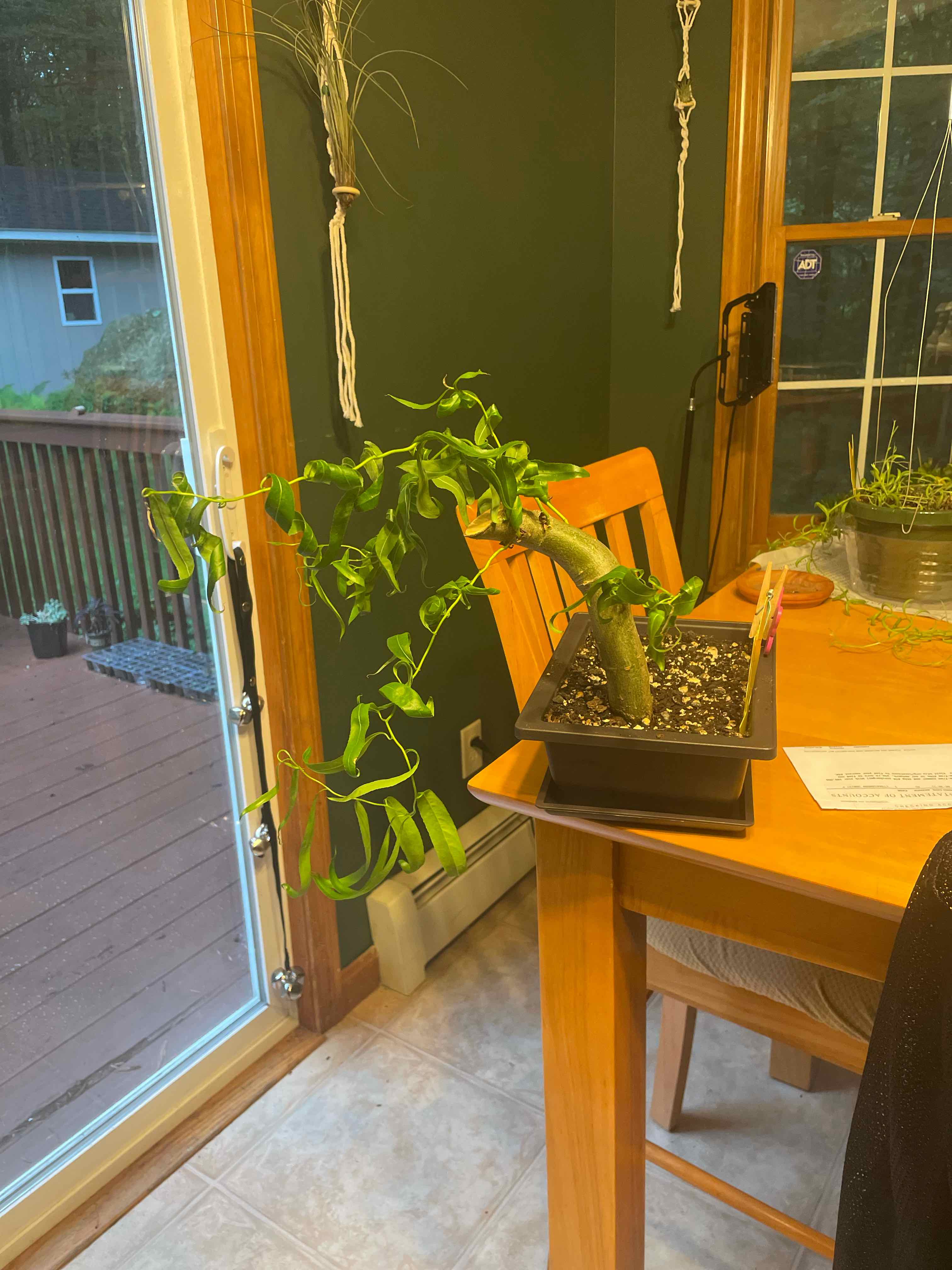 Corkscrew Willow plant indoors on a table with visible soil and green leaves.