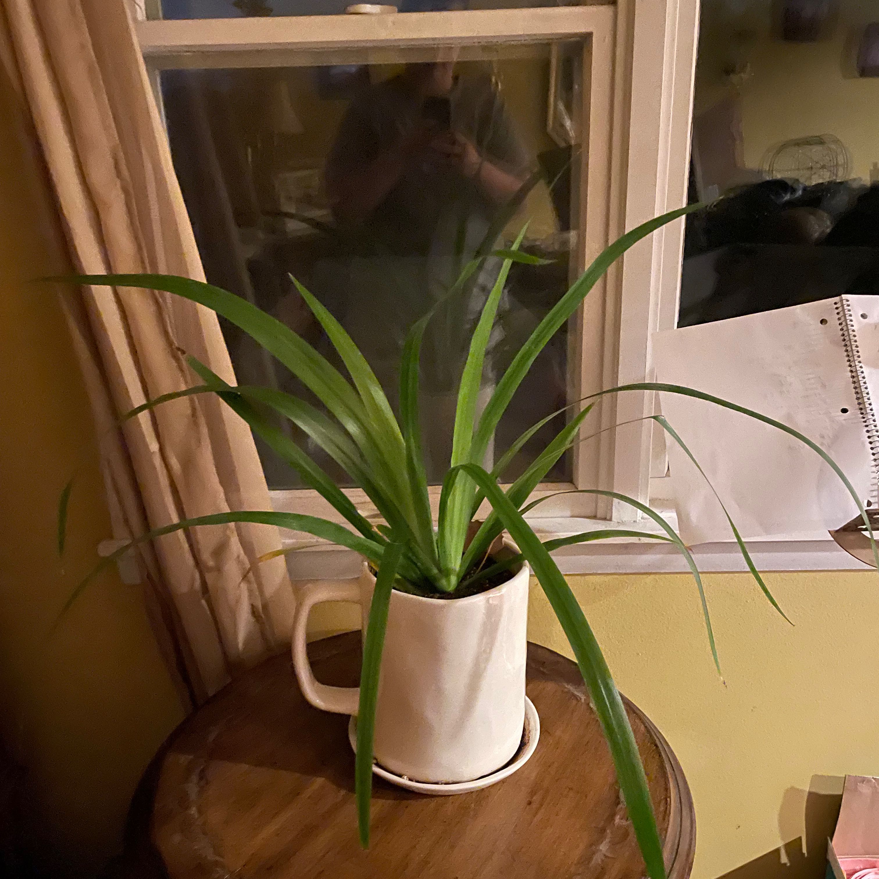 Photo of the plant species Blue Iris by @Kierparadis named Delilah on Greg, the plant care app