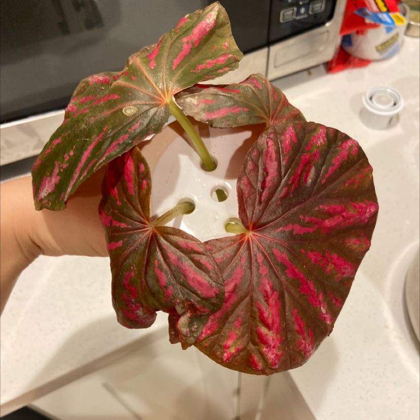 Photo of the plant species Begonia 'Candy Stripes' by @almanzobean named Your plant on Greg, the plant care app