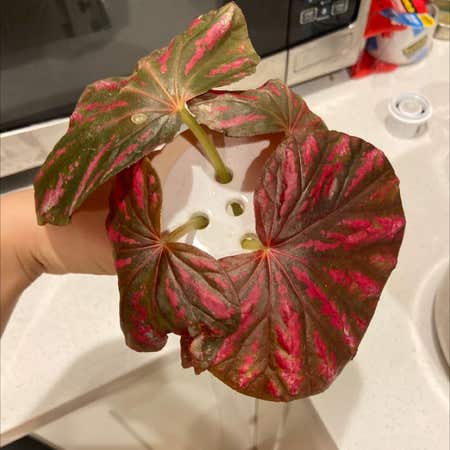Photo of the plant species Begonia 'Candy Stripes' by @almanzobean named Your plant on Greg, the plant care app