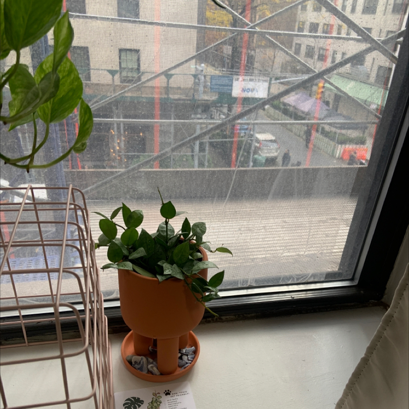 Potted Hoya krohniana plant on a windowsill with an urban view in the background.
