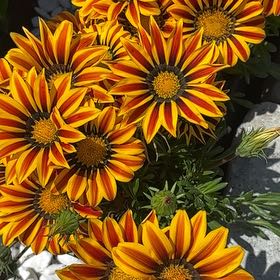 Photo of the plant species Treasureflower by @Ackerman04 named Orlando Bloom on Greg, the plant care app