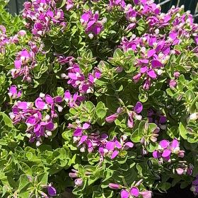 Photo of the plant species Sweet Pea Bush by @Ackerman04 named Pea’d on Greg, the plant care app