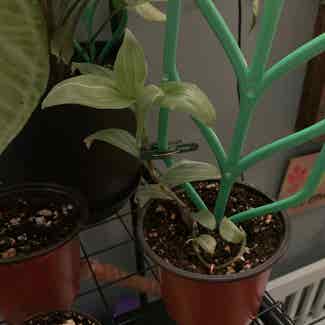 Tradescantia albiflora 'Albovittata' plant in Kearny, New Jersey