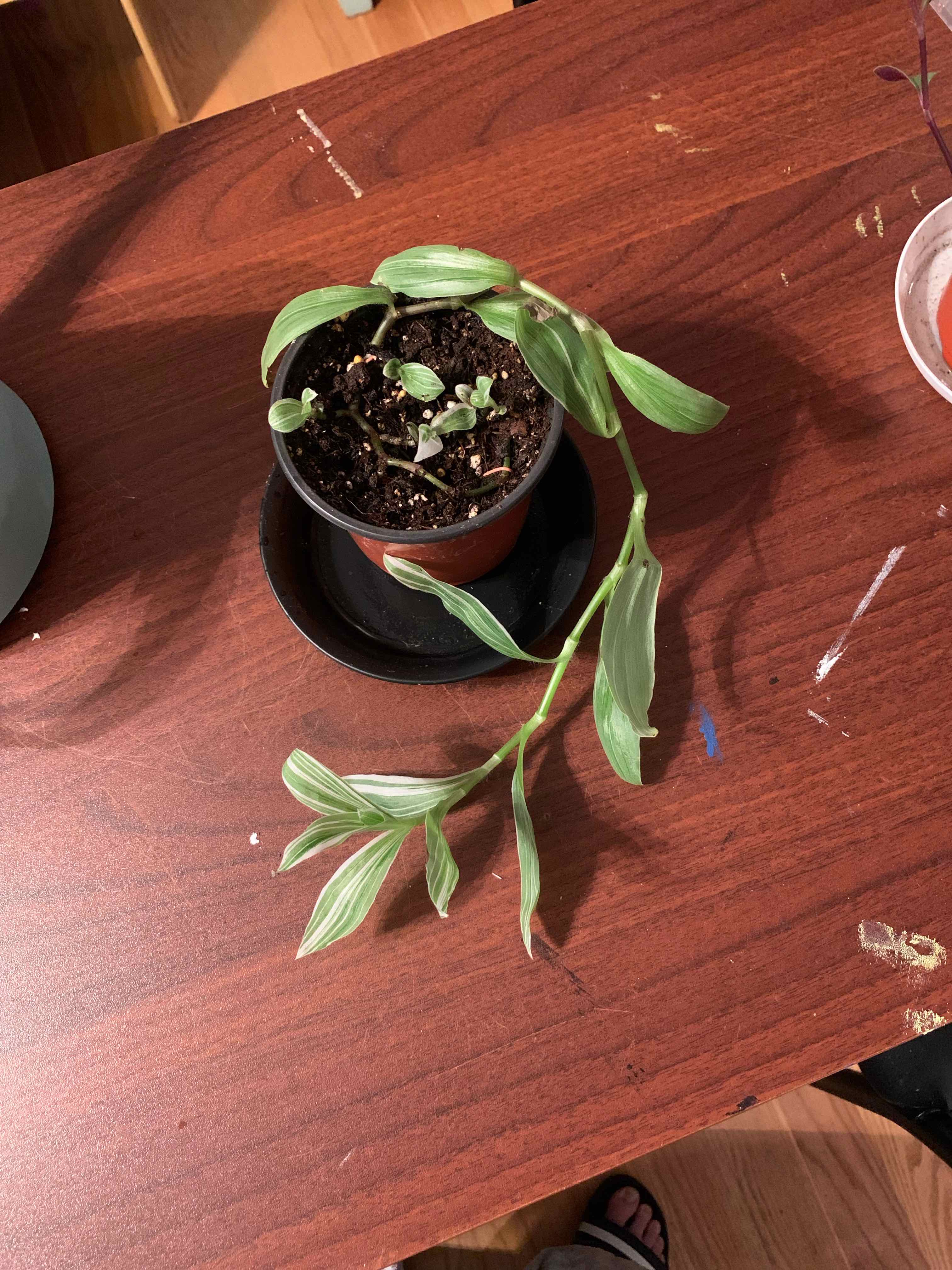 Tradescantia albiflora 'Albovittata' plant in a small pot on a wooden surface.