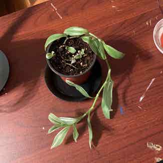 Tradescantia albiflora 'Albovittata' plant in Kearny, New Jersey