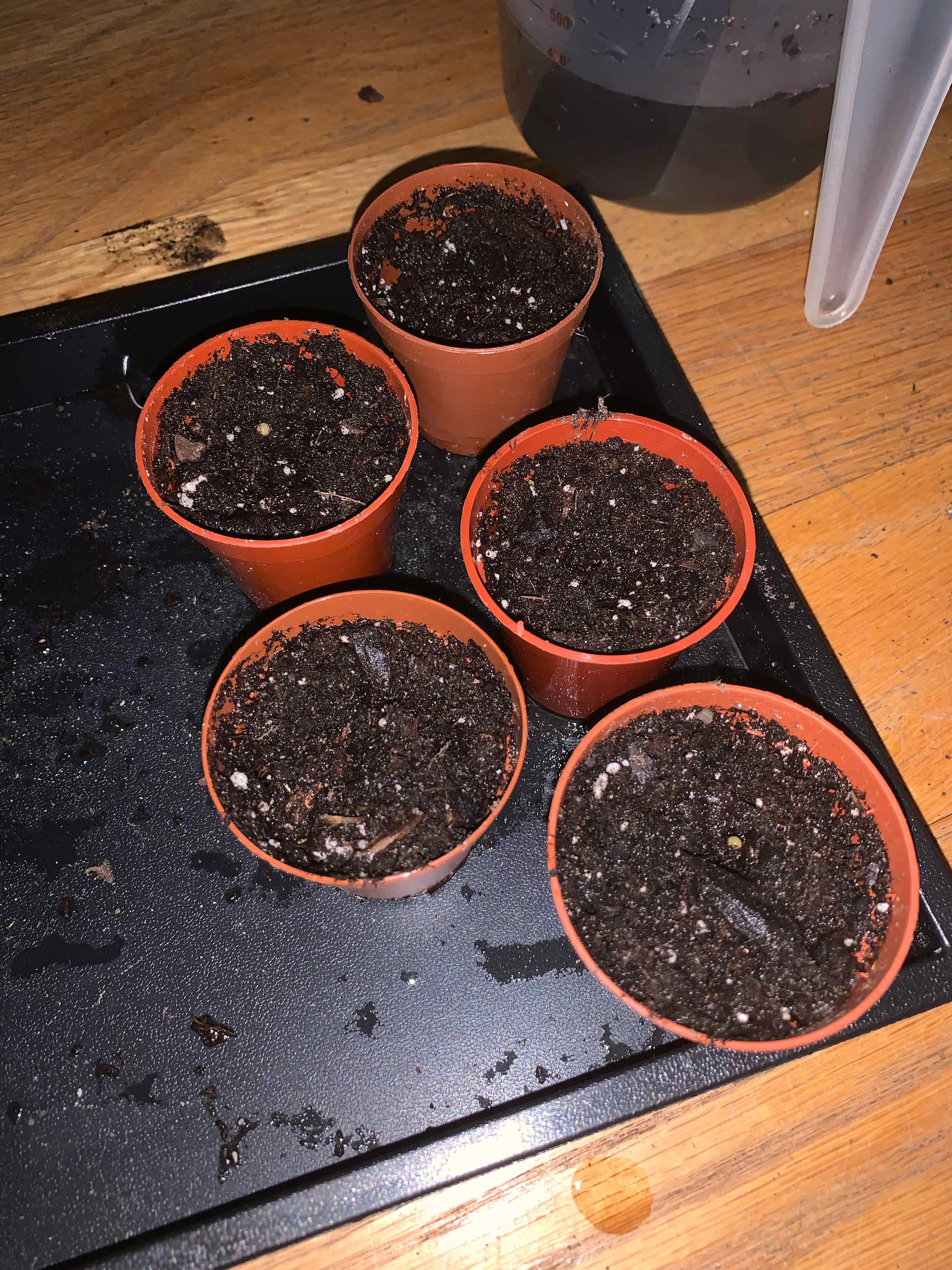 Schizobasis Intricata from seed