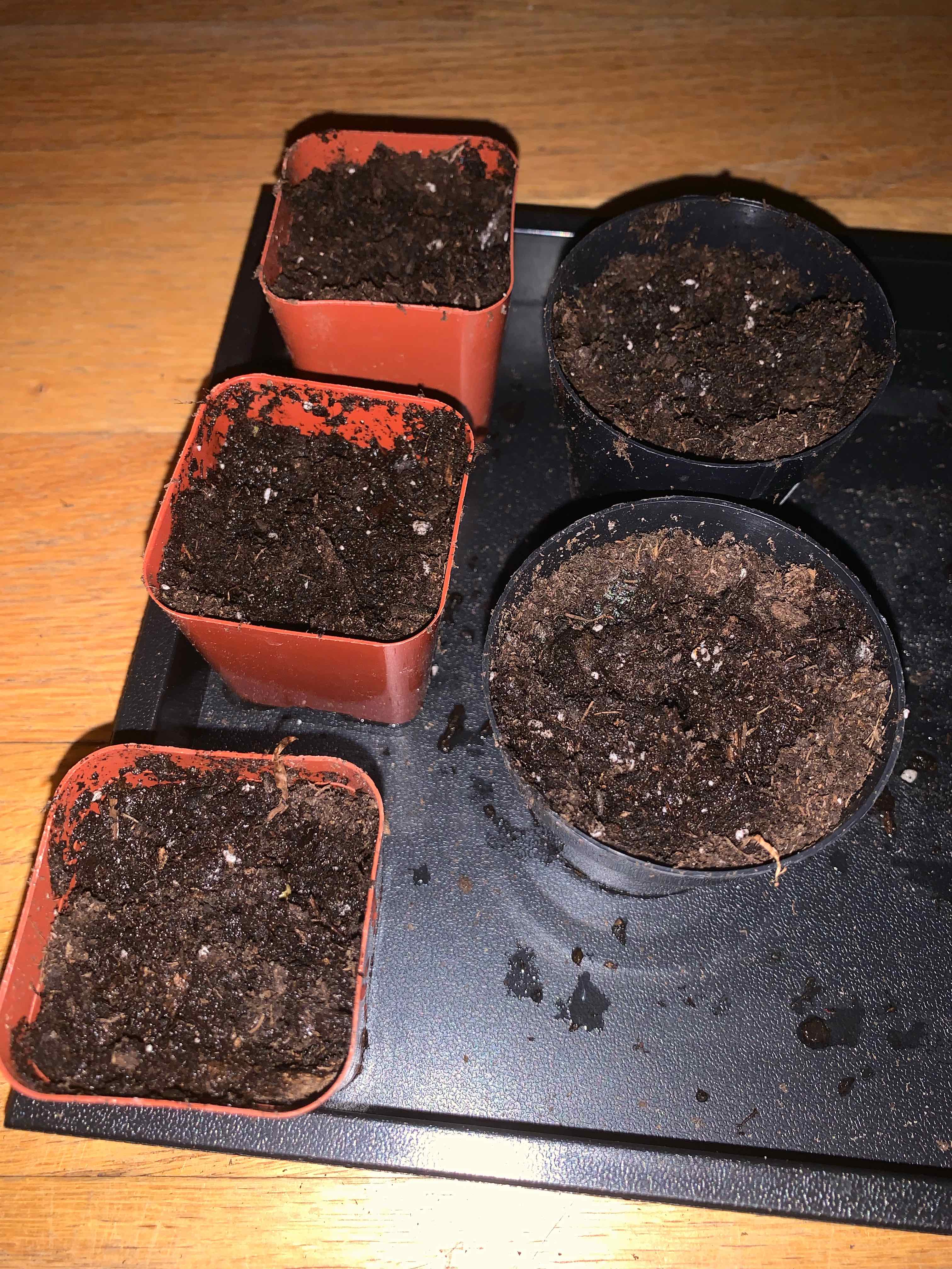 Canarina canariensis from seed