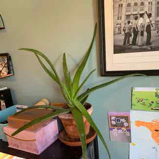Aloe Vera plant in Kearny, New Jersey