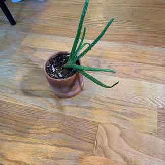 Aloe Vera plant in Kearny, New Jersey