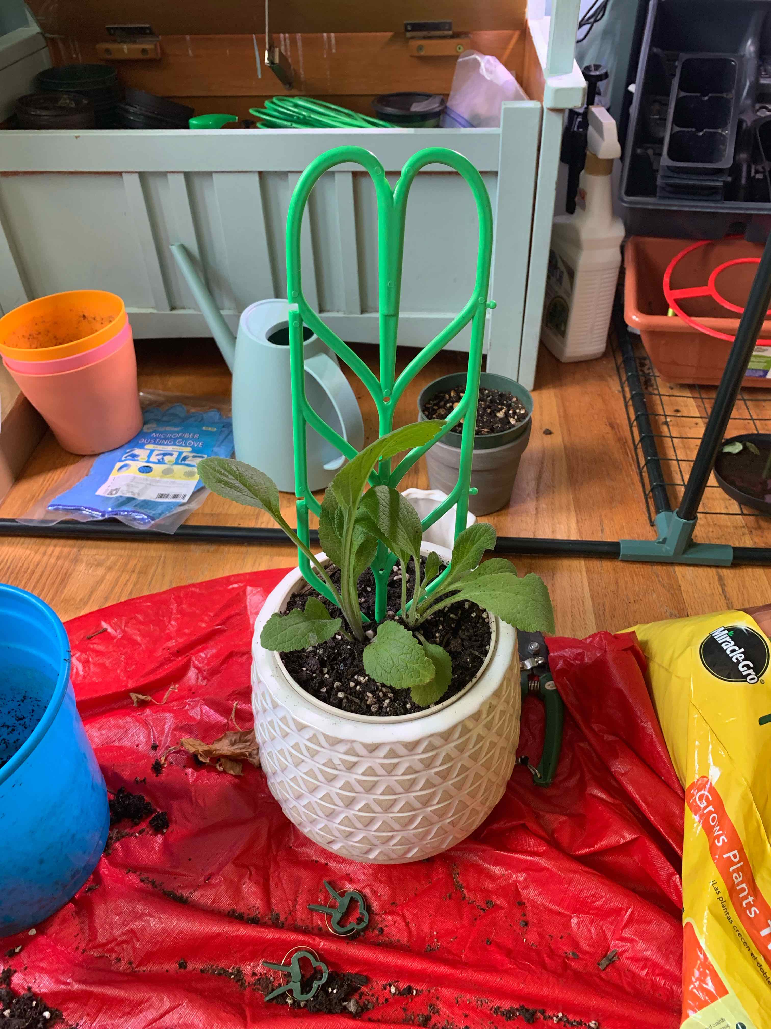 Potted Common Foxglove plant in a white pot with visible soil, surrounded by gardening tools.