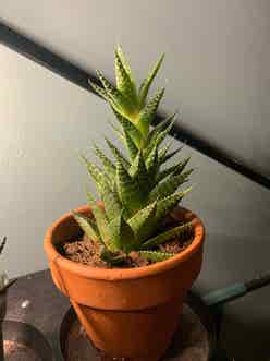 Haworthiopsis coarctata plant
