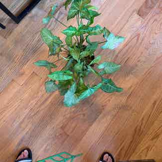Syngonium 'Painted Arrow' plant in Kearny, New Jersey