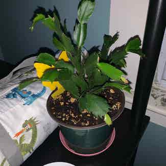 False Christmas Cactus plant in Kearny, New Jersey