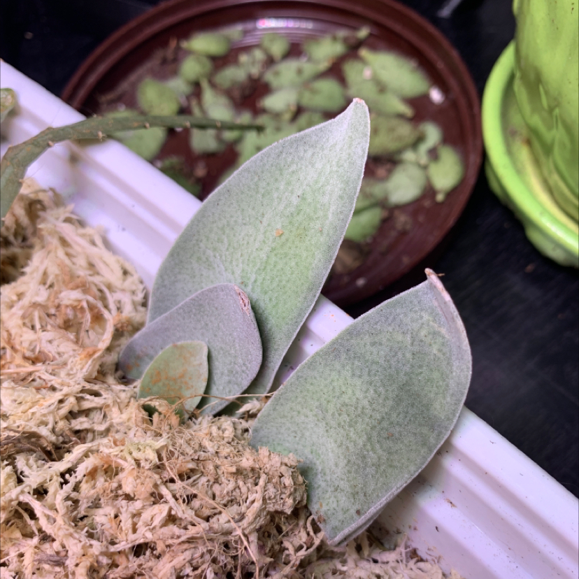 Jade necklace Crassula marnieriana