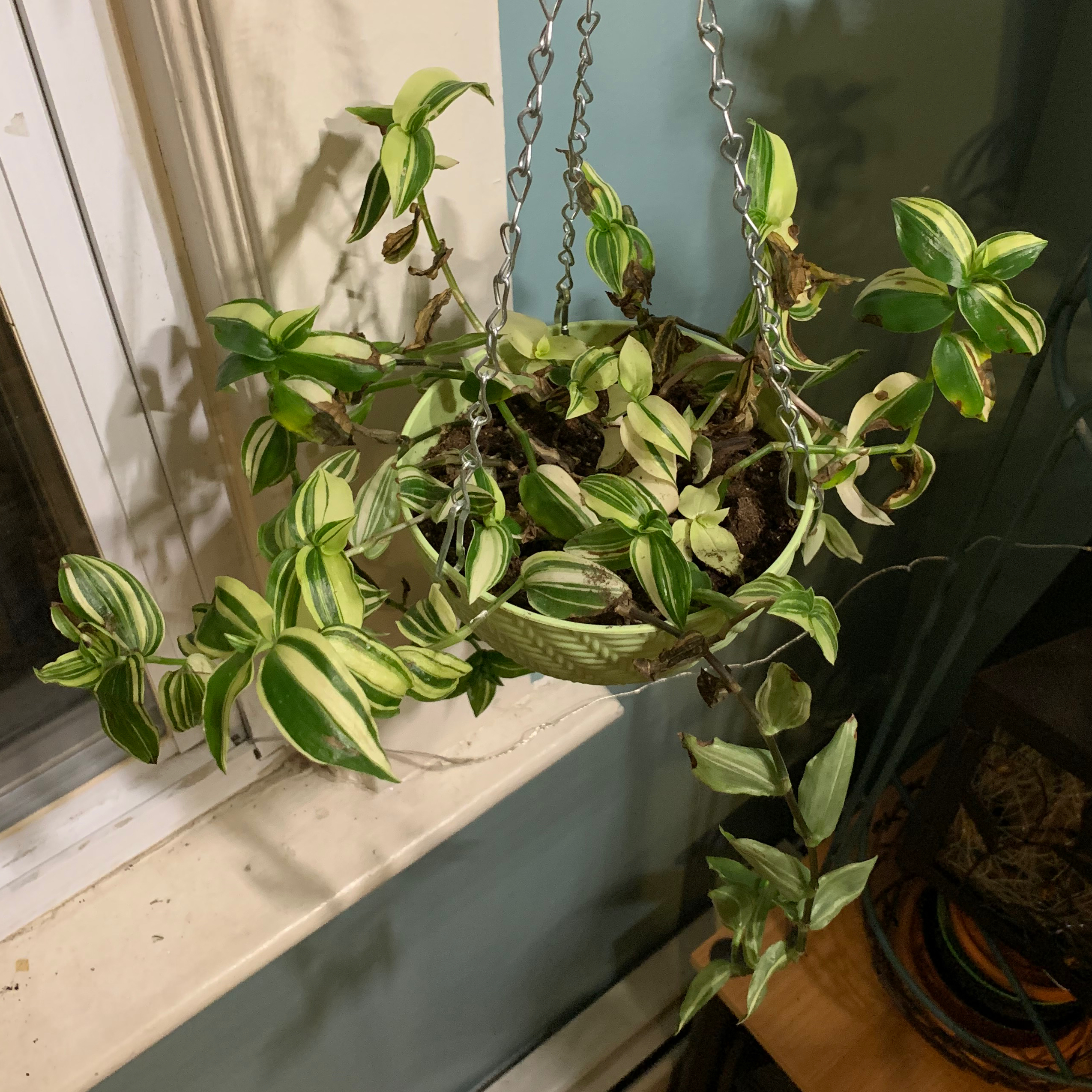 Tradescantia 'Yellow Zebra' plant in a hanging pot with variegated leaves showing signs of yellowing and browning.