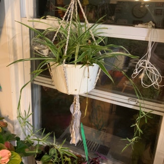 Spider Plant plant in Kearny, New Jersey