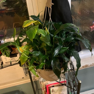 Peace Lily plant in Kearny, New Jersey