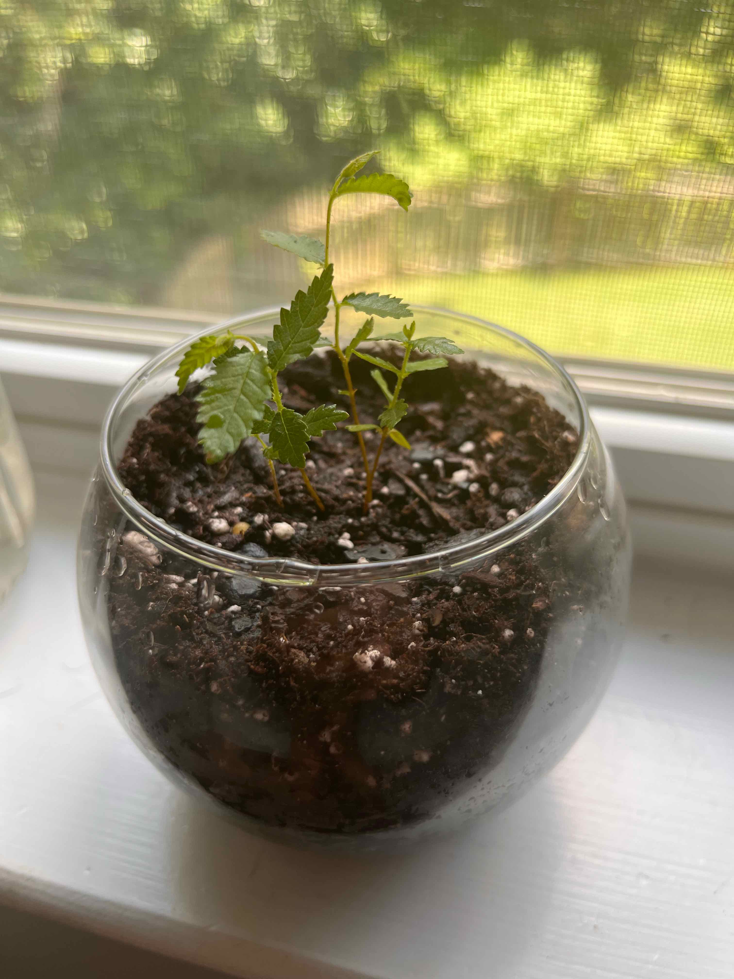 Young Siberian Elm plant in a glass container with visible soil on a windowsill.