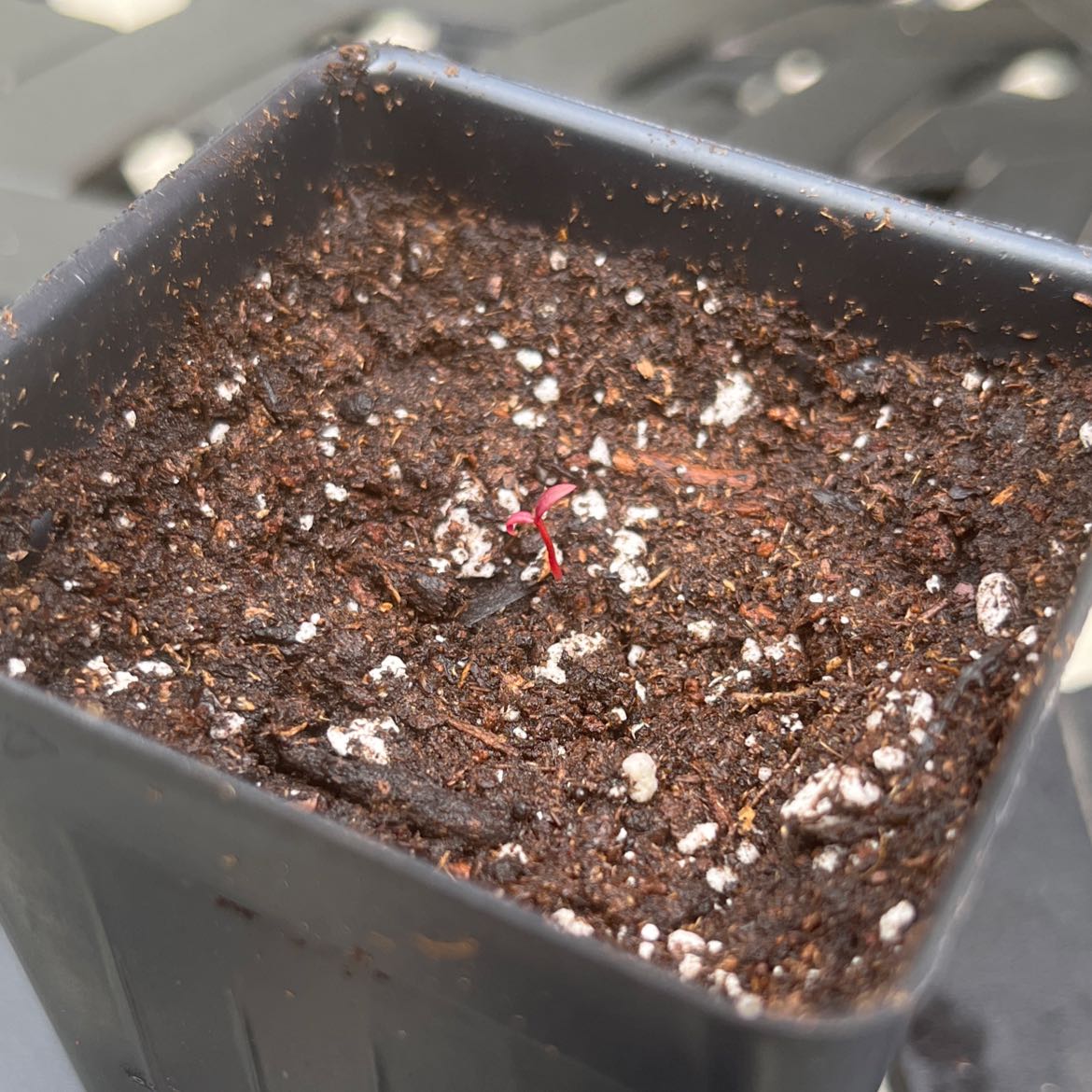 Young Dragon's Breath Celosia seedling in a pot with visible soil.