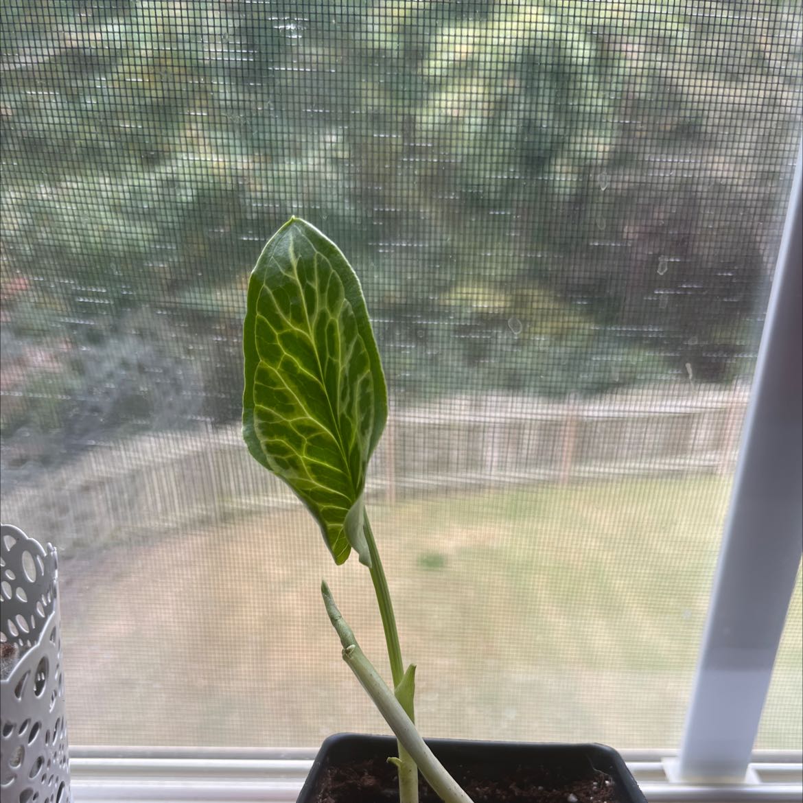 Italian Arum plant with a single healthy leaf in a pot, soil visible.