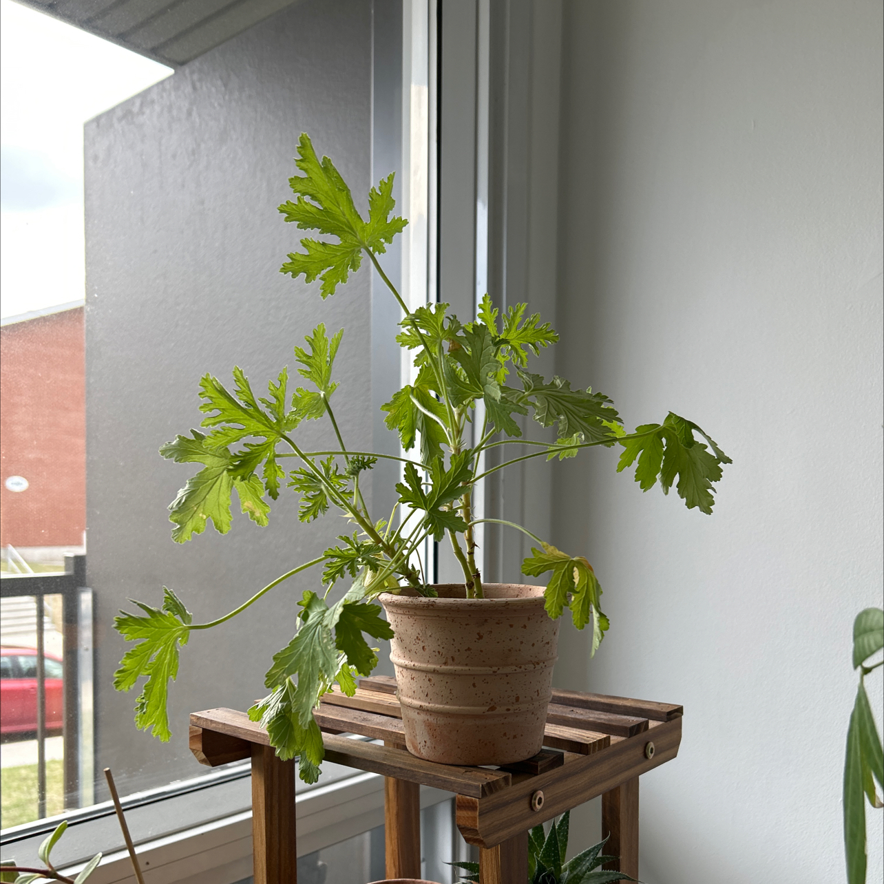 Potted Sweet Scented Geranium on a wooden stand near a window, with healthy green leaves.