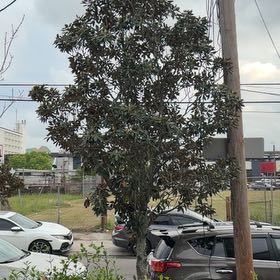 Photo of the plant species Little Gem Magnolia by @LordTozzia named Magnolias on Greg, the plant care app