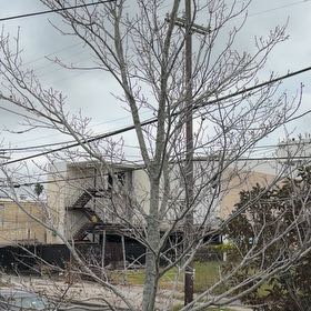 Photo of the plant species Maple Tree by @LordTozzia named Harry on Greg, the plant care app