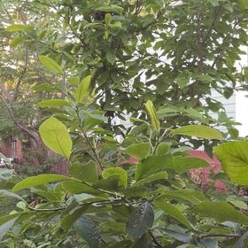 Photo of the plant species Mulan magnolia by @LordTozzia named Japanese Magnolias on Greg, the plant care app