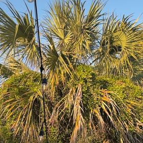 Photo of the plant species Blue Palmetto by @LordTozzia named Keanu Leaves on Greg, the plant care app