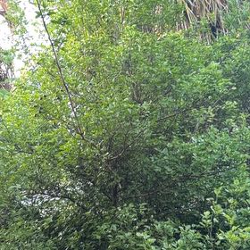 Photo of the plant species Orange Tree by @LordTozzia named Beyonce on Greg, the plant care app