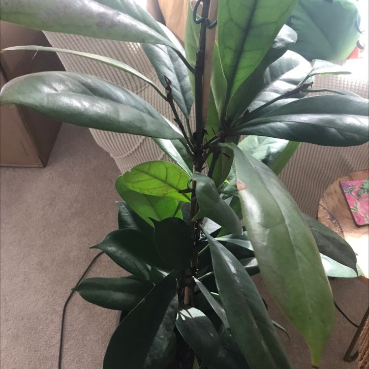 Plant care for Ficus glandifera on Greg, the plant care app