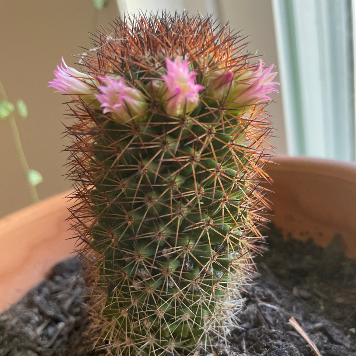 Mammillaria Haageana cactus with pink flowers in a pot with visible soil.