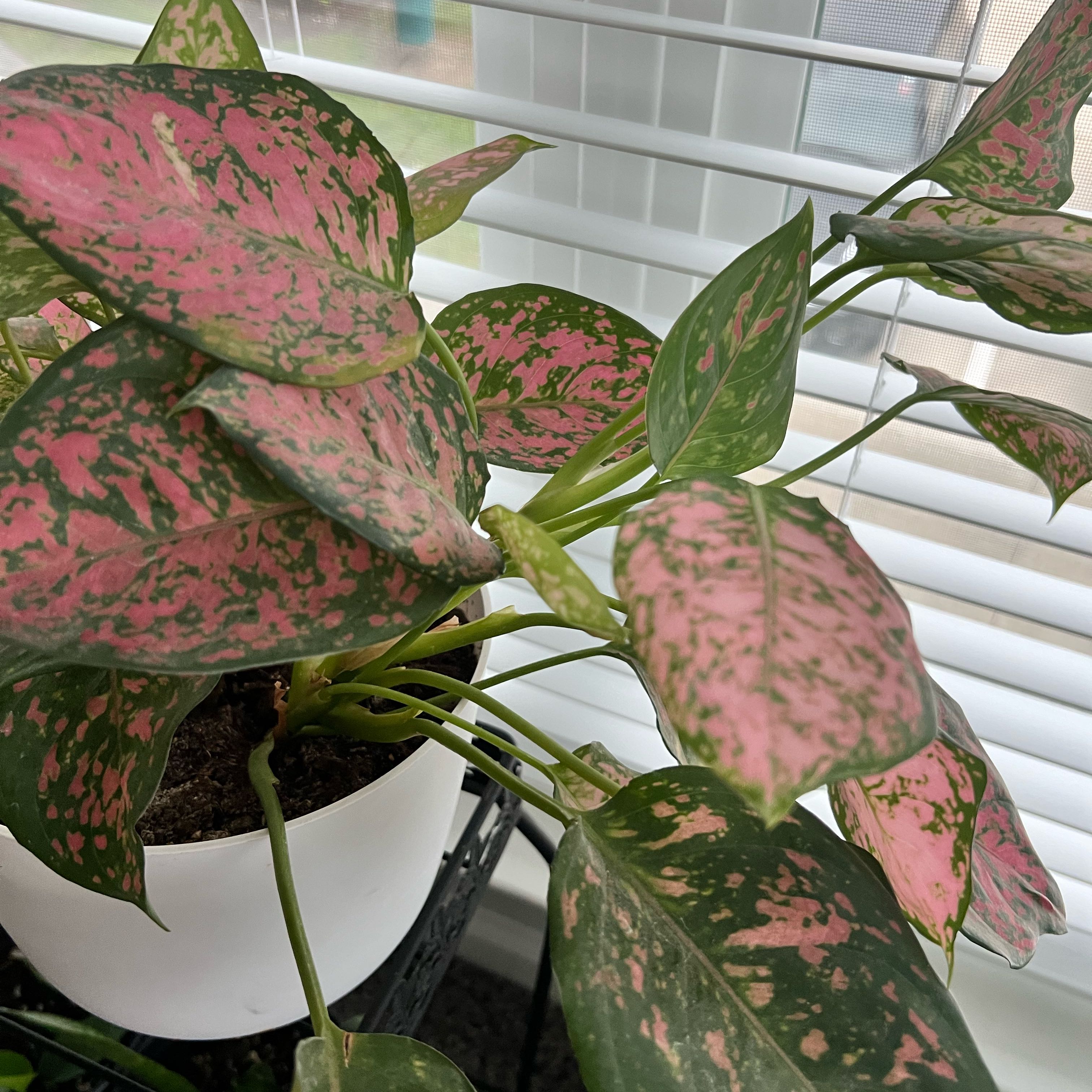 Aglaonema 'Pink Splash' plant with pink and green variegated leaves in a white pot.