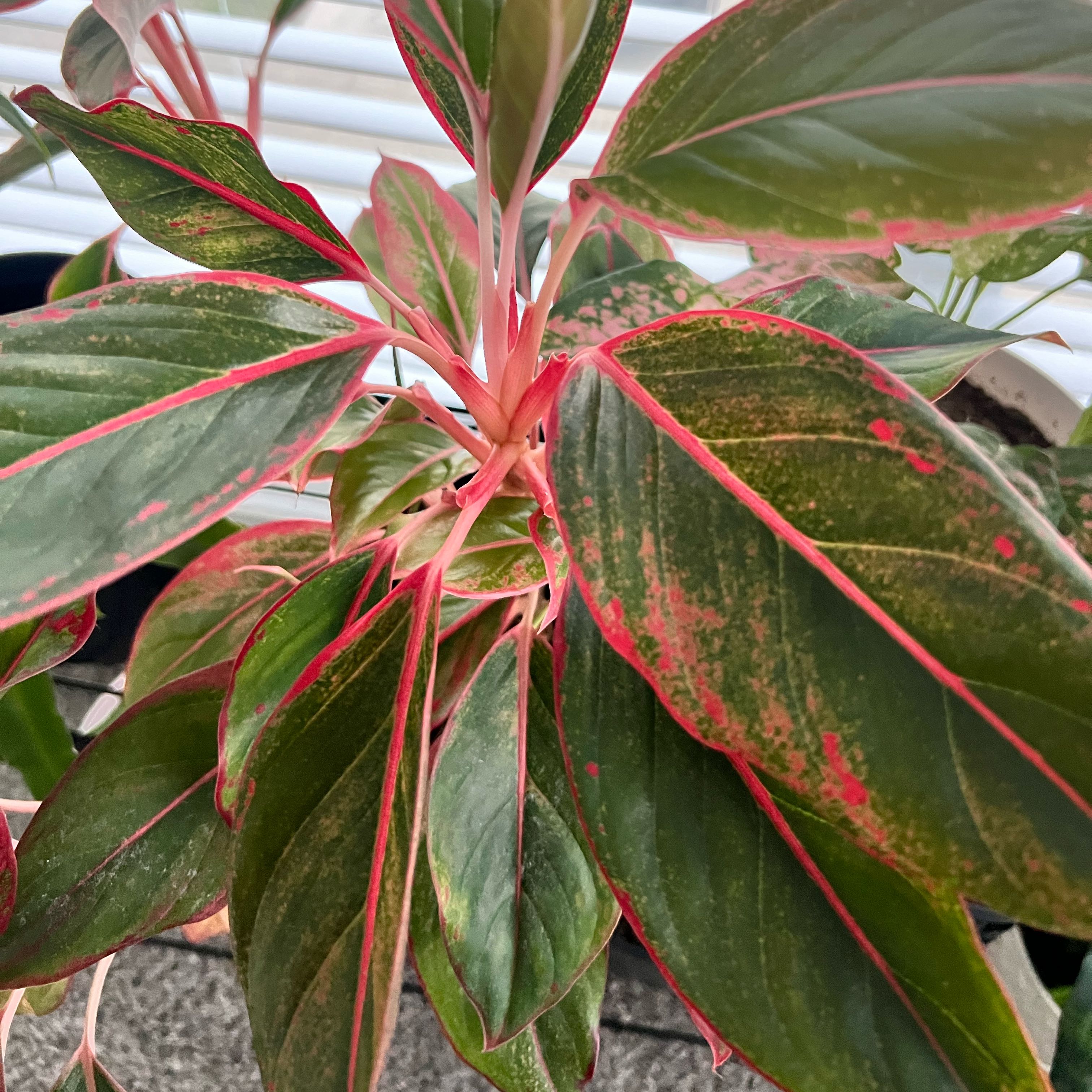 Red Siam Aurora Aglaonema plant with red and green leaves, some showing brown spots.