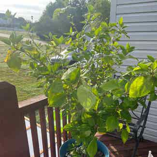 Chinese Hibiscus plant in Imperial, Missouri