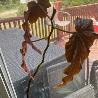 Polka Dot Begonia plant in Imperial, Missouri