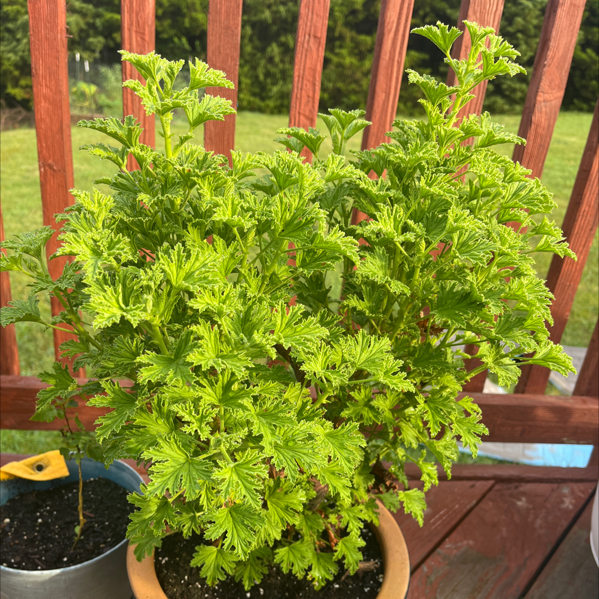 Healthy Citronella plant in a pot on a wooden deck with vibrant green leaves.