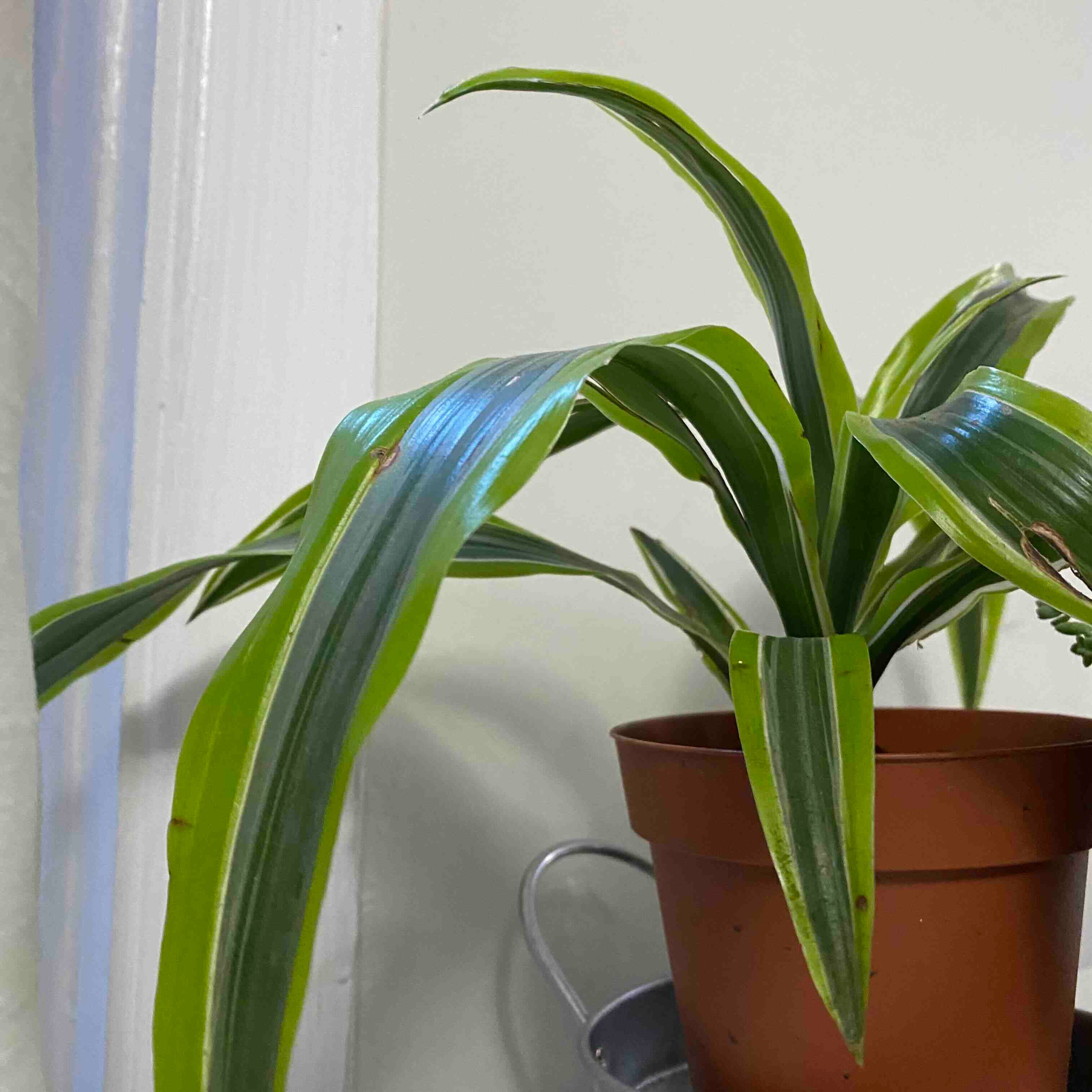 Why Are There Brown Spots on My Dracaena 'Lemon Lime'?