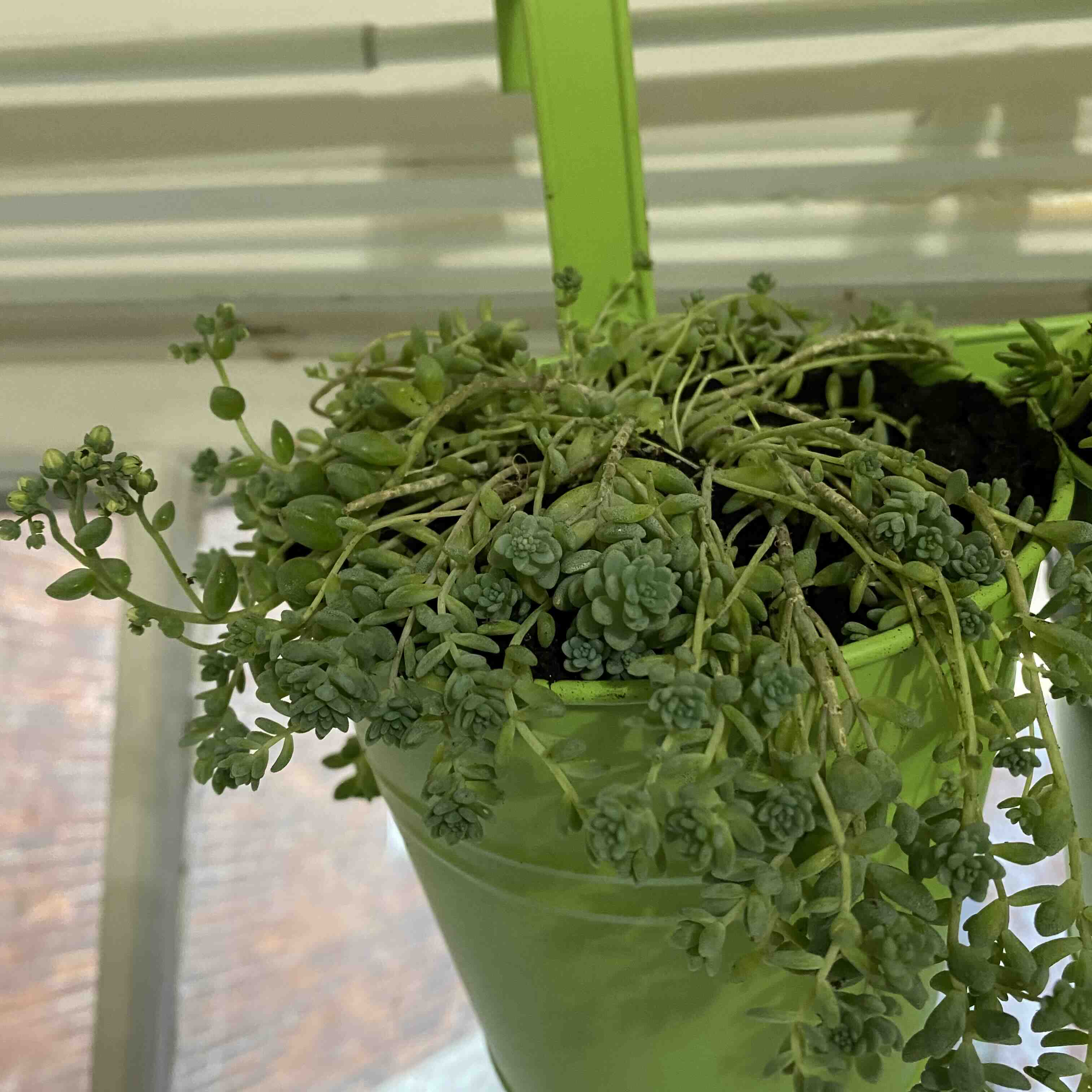 Potted Corsican Stonecrop plant in a hanging pot with some leaf discoloration.