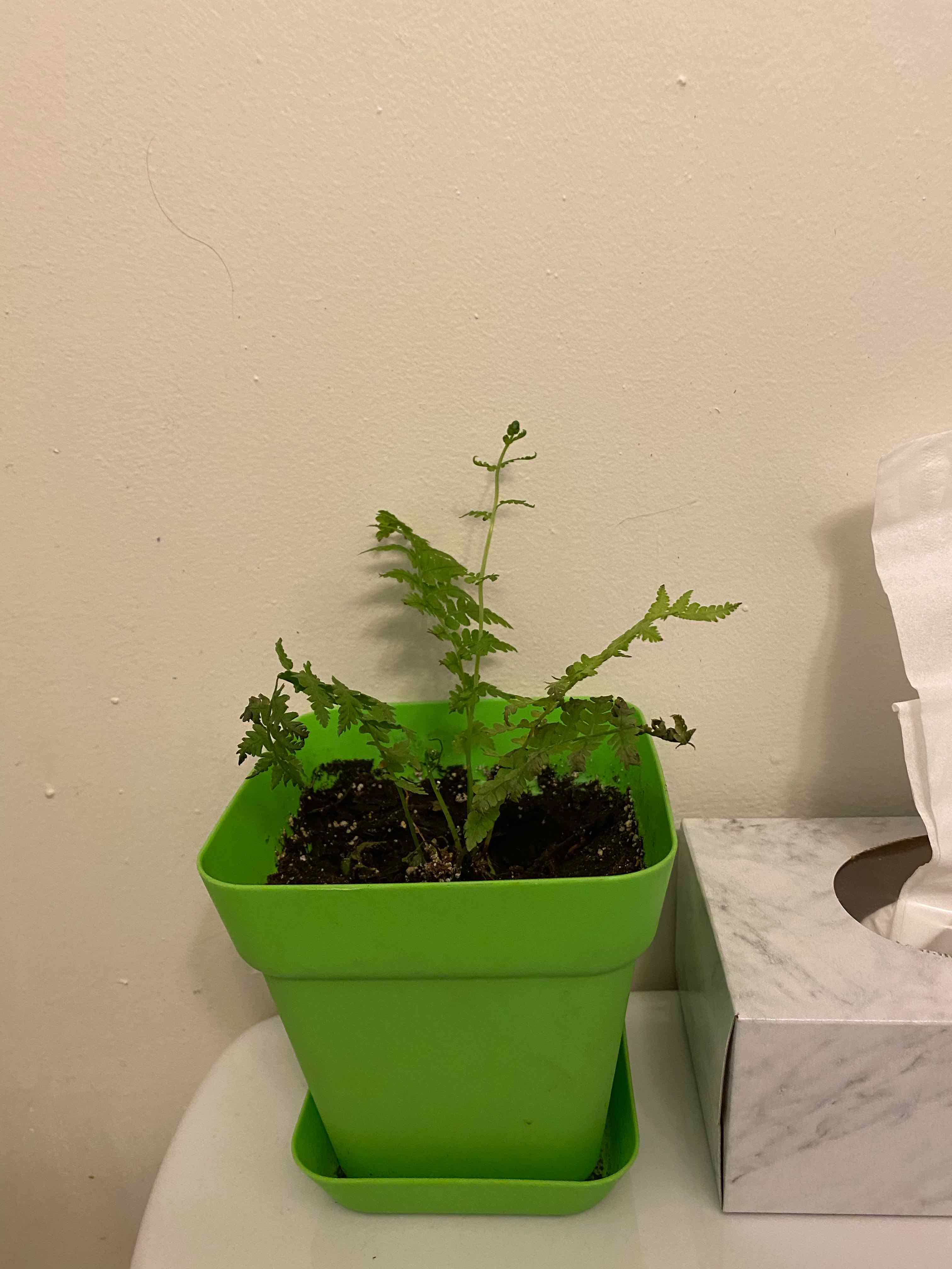 Young Matteuccia plant in a green pot, placed indoors.