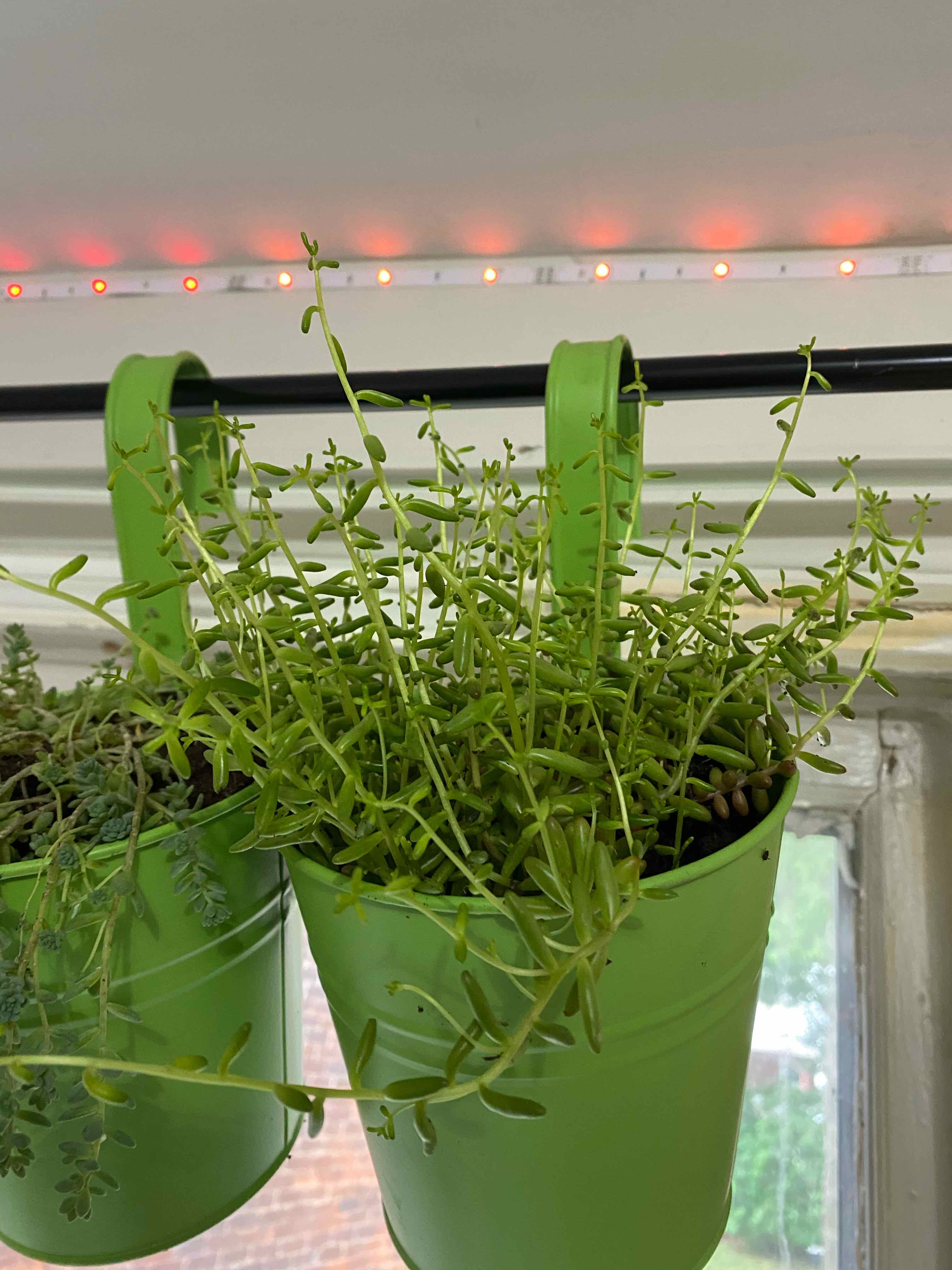 Potted White Stonecrop plant in a green hanging pot, appears healthy.