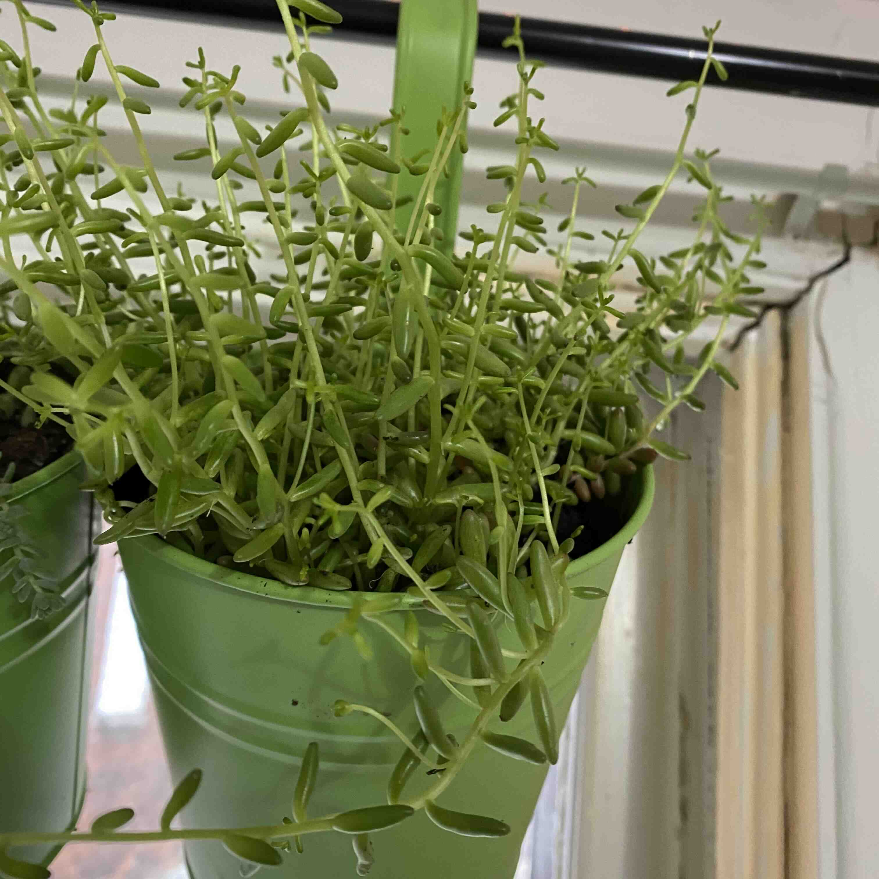Hanging pot with a healthy White Stonecrop plant, green leaves, well-framed.