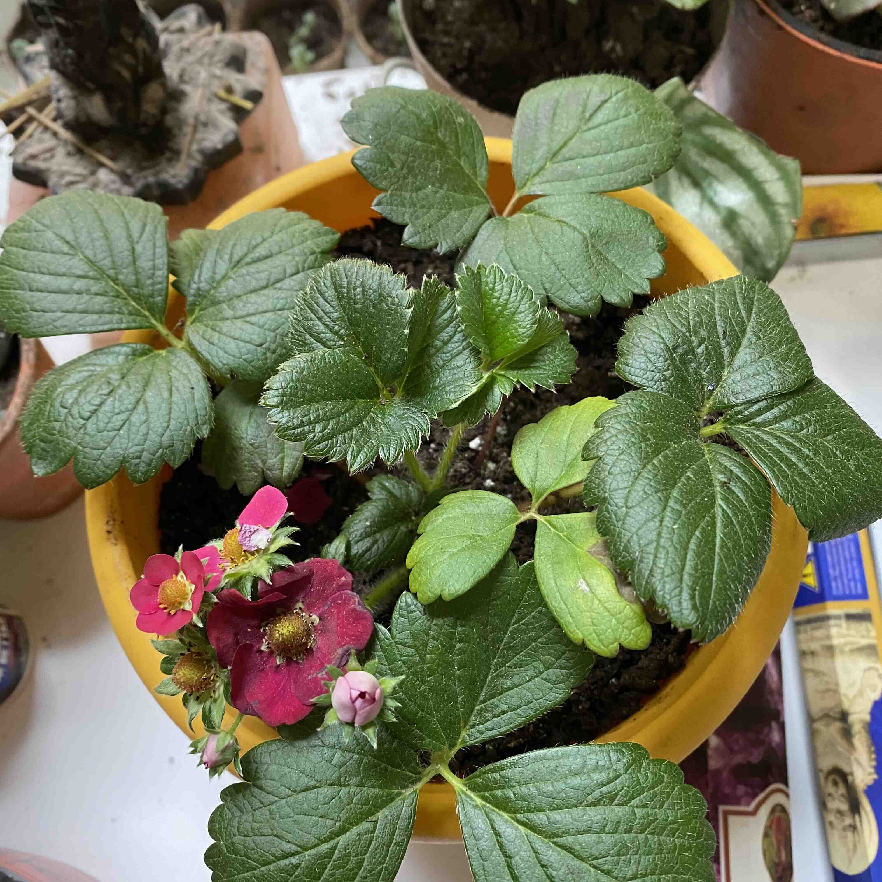 Strawberry plant in a yellow pot with green leaves and visible flowers.