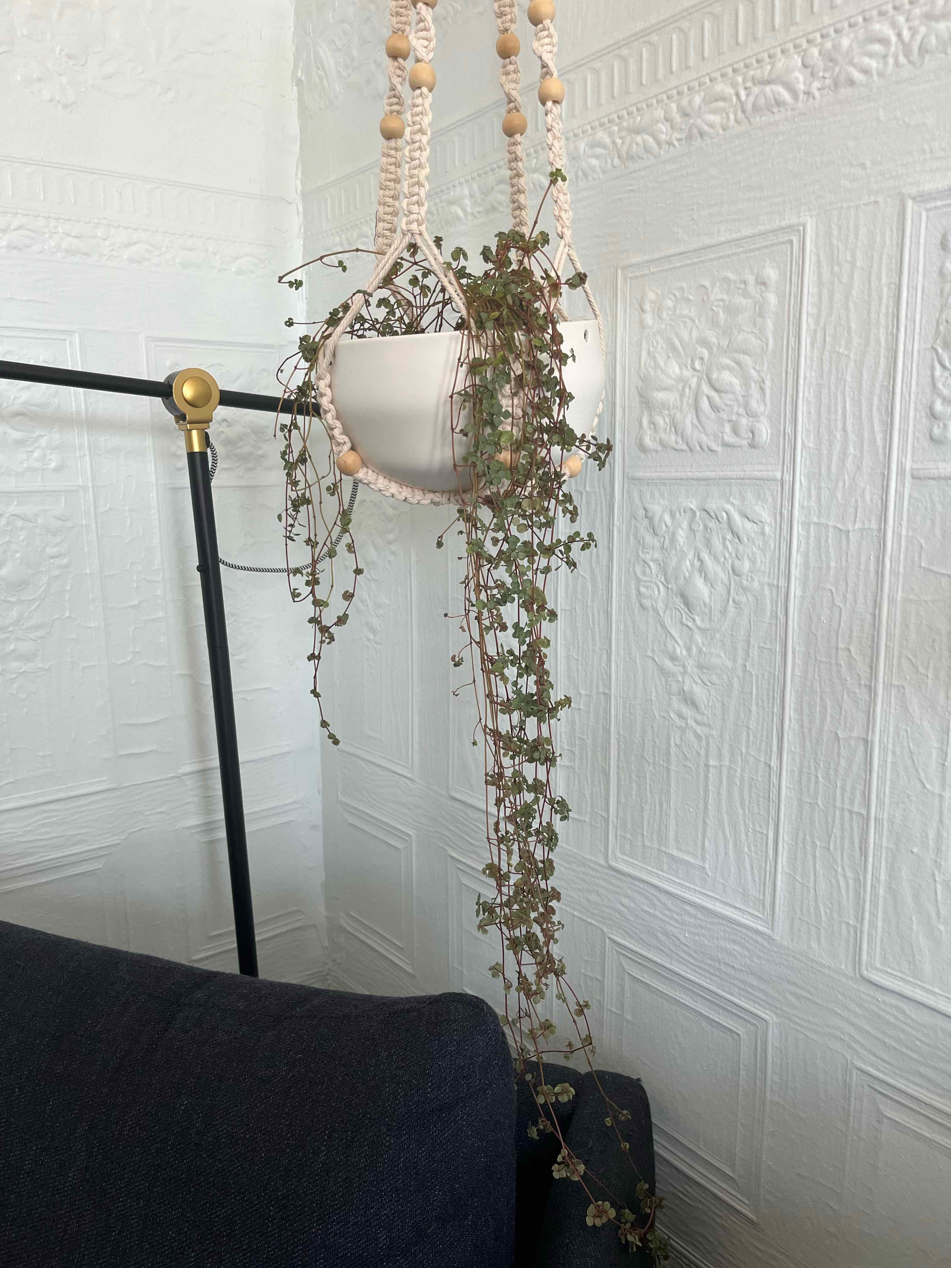 Hanging Pilea 'Silver Sparkle' plant in a white pot with trailing stems and small leaves.